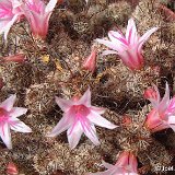 Mammillaria yaquensis ©JLcoll.3077.JPG